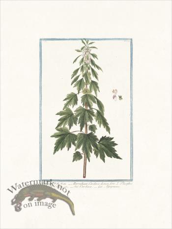 Bonelli 242 Motherwort
